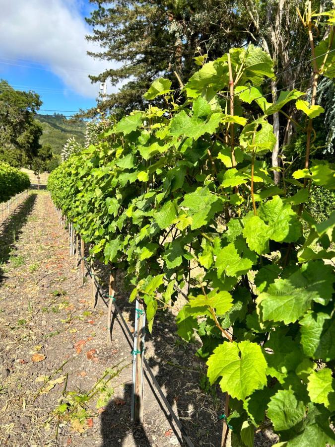 The Gables Wine Country Inn サンタローザ エクステリア 写真